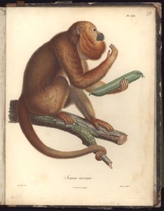 Simia ursina, Pl.XXX, illustration de Recueil d