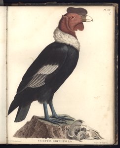 Le Condor mâle (Vultur gryphus, LIN.), Pl.VIII, illustration de 