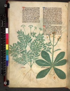 Egerton 747 f.101v Tractatus de Herbis, vers 1280-1310 - Bartholomaei Mini de Senis