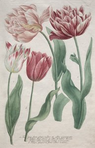 Tulipes - Bartholomaus Seutter