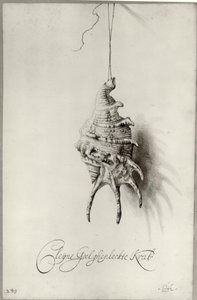 Néerlandais : Etude du coquillage 