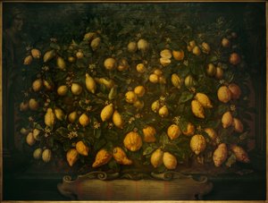 Oranges amères, cédrats et citrons - Bartolomeo Bimbi