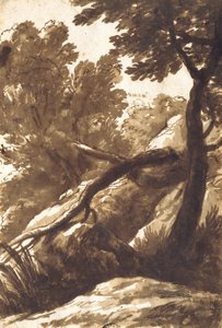 Paysage boisé - Bartolomeo Torregiani