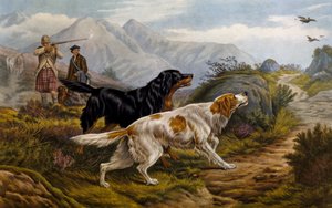Chasse au tétras