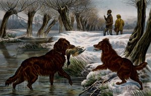 Chasse au canard sauvage - Basil Bradley