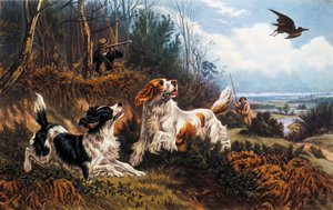 Chasse à la bécasse
