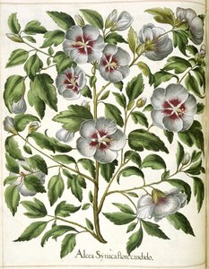 Alcca Syriaca, de 