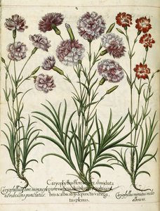 Caryophyllus, de 