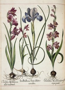 Gladiolus et iris, de 