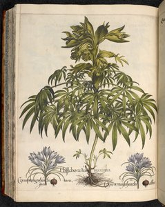 Helleboraster maximus, de Hortus Eystettensis, par Basilius Besler