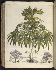 Helleborus, illustration de 