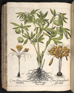 Helleborus niger, Crocus vernus, de Hortus Eystettensis, par Basilius Besler - Basilius Besler