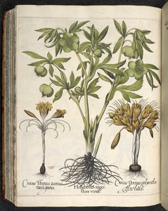 Helleborus niger, illustration de 