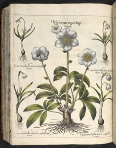 Helleborus niger, Illustration du 