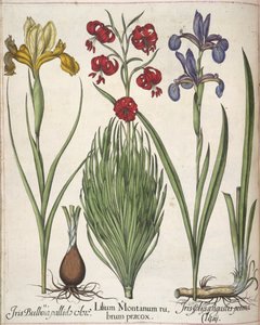 Iris, de 