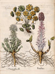 Petasites, de 