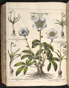 Helleborus niger, Hortus Eystettensis - Basilius Besler