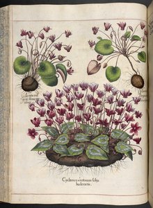 Cyclamen, Hortus Eystettensis, Basilius Besler, 1613 - Basilius Besler