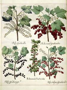 Plantes de groseilles rouges et noires, de 