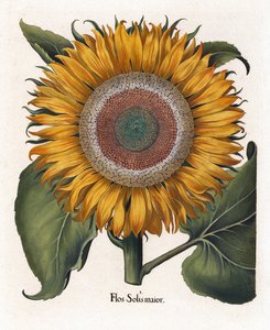 Le tournesol commun, Flos Solis Maior