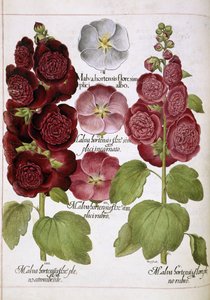 Trois plantes - Basilius Besler