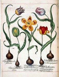 Tulipe, de 
