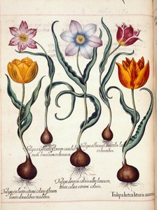 Tulipes, de 