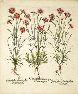 Variétés de Caryophyllus Sylvestris publiées dans Hortus Eystettensis, 1613 - Basilius Besler