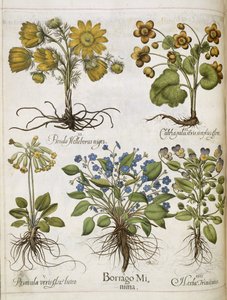 Plantes diverses, de 