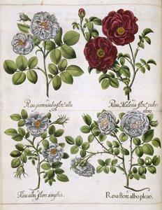 Rose blanche et rouge, de 