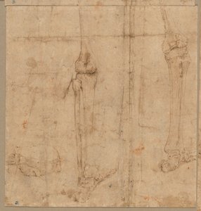 Moitié inférieure du squelette de dos, début des années 1540 - Battista Franco