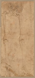 Moitié inférieure du squelette de face, début des années 1540 - Battista Franco
