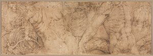 Torses avec cages thoraciques, début des années 1540