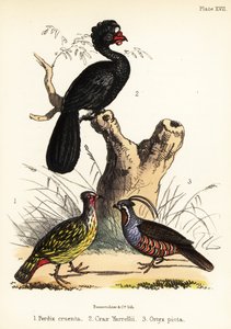 Faisan sanguin, hocco à caroncules et colin de montagne. 1855 (lithographie)