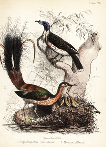 Friarbird et oiseau-lyre. 1855 (lithographie)