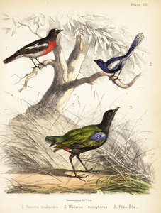 Rouge-gorge du Pacifique, mérion leucoptère et pitta arc-en-ciel. 1855 (lithographie)