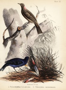 Satin et oiseaux jardiniers à poitrine fauve. 1855 (lithographie) - Bauerrichter