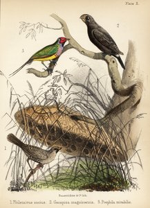 Tisserin sociable, grand pinson terrestre et pinson de Gould. 1855 (lithographie) - Bauerrichter