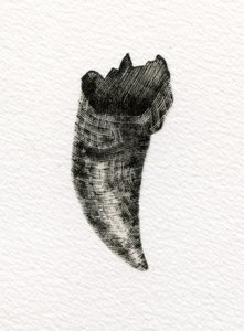 Dent féline, 2014 - Bella Larsson