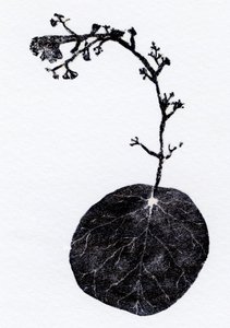 Feuille de lichen, 2014