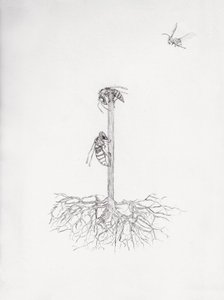 Arbre à guêpes - Bella Larsson