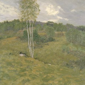 Collines en bouleau