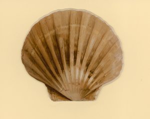 Illustration pour un livret intitulé Coquillages - Benjamin D. Sigmund