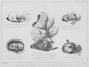 Anatomie, gestation, le fœtus et la circulation fœtale