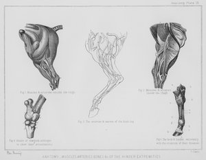Anatomie, muscles, artères, os, etc. des extrémités postérieures