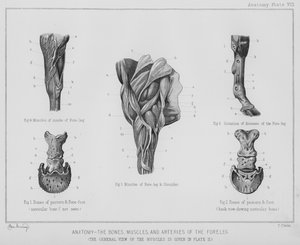 Anatomie, os, muscles et artères de la jambe antérieure