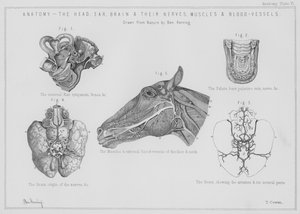 Anatomie, la tête, l