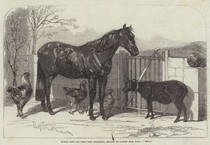 Poney russe et moutons de Bomarsund, apportés par le capitaine Hall, HMS Hecla