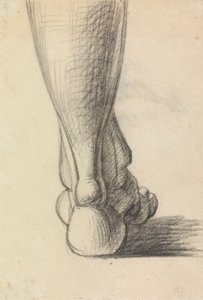 Étude anatomique du talon d
