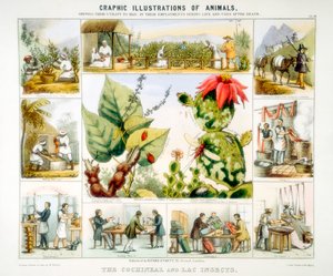 Cochenille et insectes de laque, vers 1850